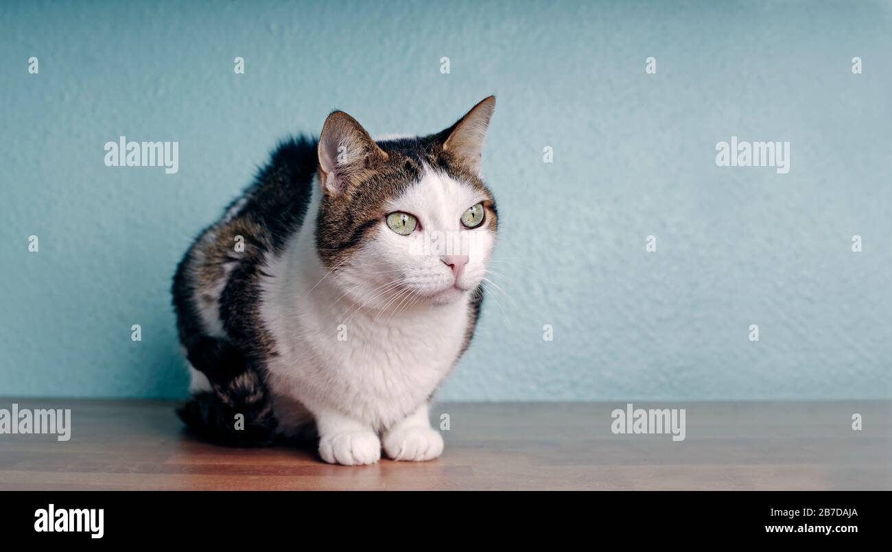 Simpatico gatto tabby seduto sul pavimento e guardando lateralmente. Immagine panoramica con spazio copia. Foto Stock