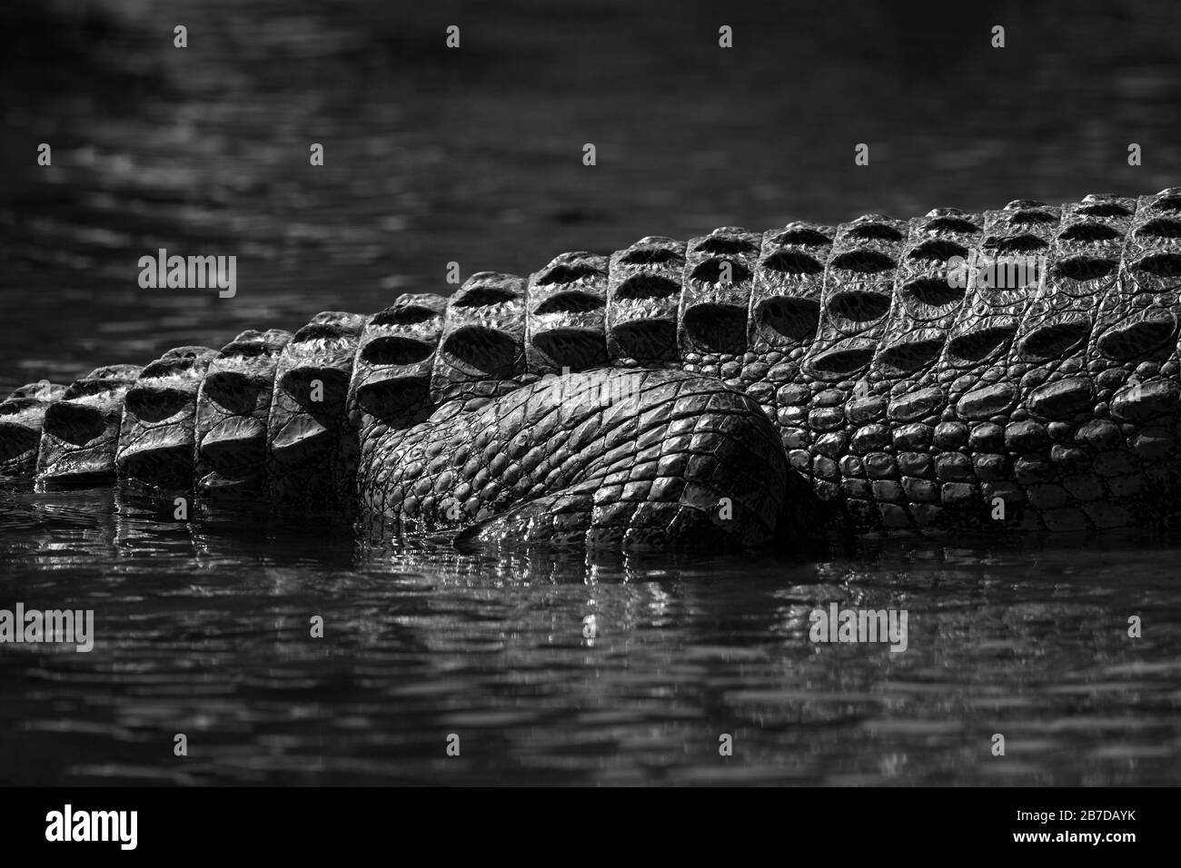 Un astratto bianco e nero primo piano della gamba posteriore di un coccodrillo, mezzo sommerso nel fiume Chobe, Botswana. Foto Stock
