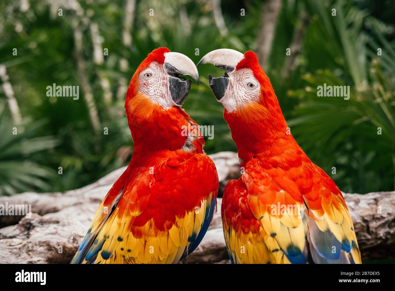 Primo piano di due uccelli Scarlet Macaw pappagalli in Messico Foto Stock
