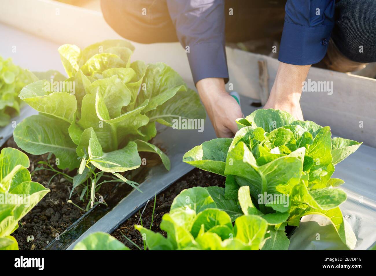 mani di primo piano di giovane contadino asiatico controllo fresco orto biologico in fattoria, produzione e coltivazione verde cos lattuga per raccolto agricole Foto Stock