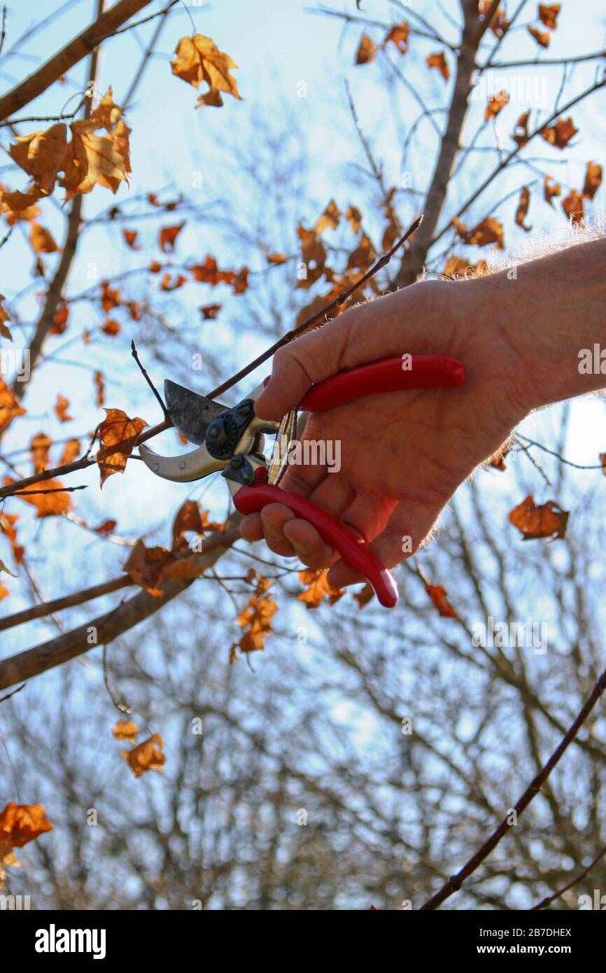 Primo piano della mano di un uomo con cesoie da potatura per tagliare un ramo di acero in autunno con un cielo blu sullo sfondo Foto Stock
