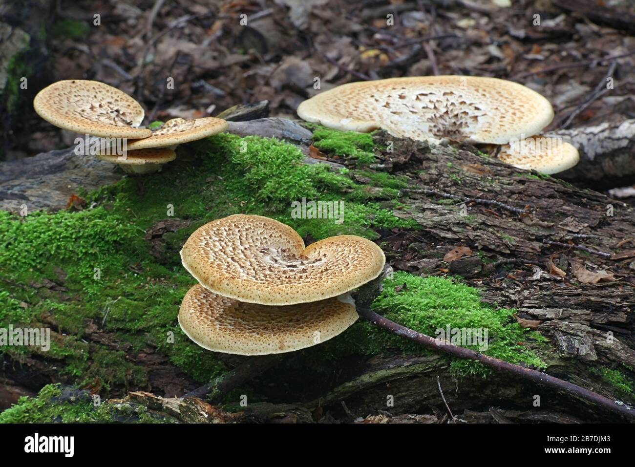 Cerioporus squamosus ( syn. Polyporus squamosus), è un fungo della staffa di Basilidiomycete, con i nomi comuni compreso la sella di dryad e la mu posteriore del fagiano Foto Stock