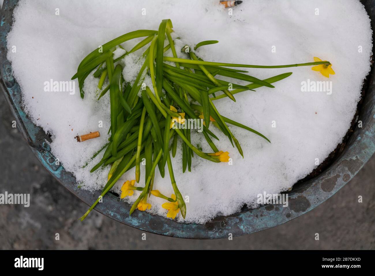 Narcisi di nana superati dalla neve e fumatori, Trondheim, Norvegia. Foto Stock