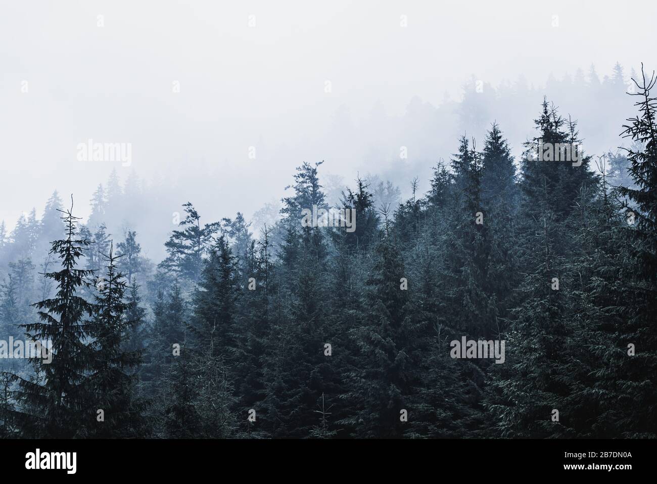 Misty foggy paesaggio di montagna con bosco di abeti e copyspace nel retro vintage stile hipster Foto Stock