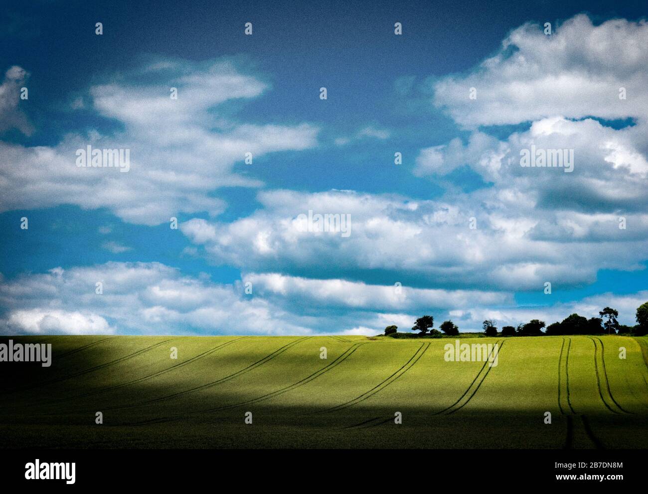Campo di grano al sole con nuvole di gonne e cielo blu accanto al Grand Union Canal Leicester Arm, Inghilterra, Regno Unito, Gran Bretagna, Leicestershire Foto Stock