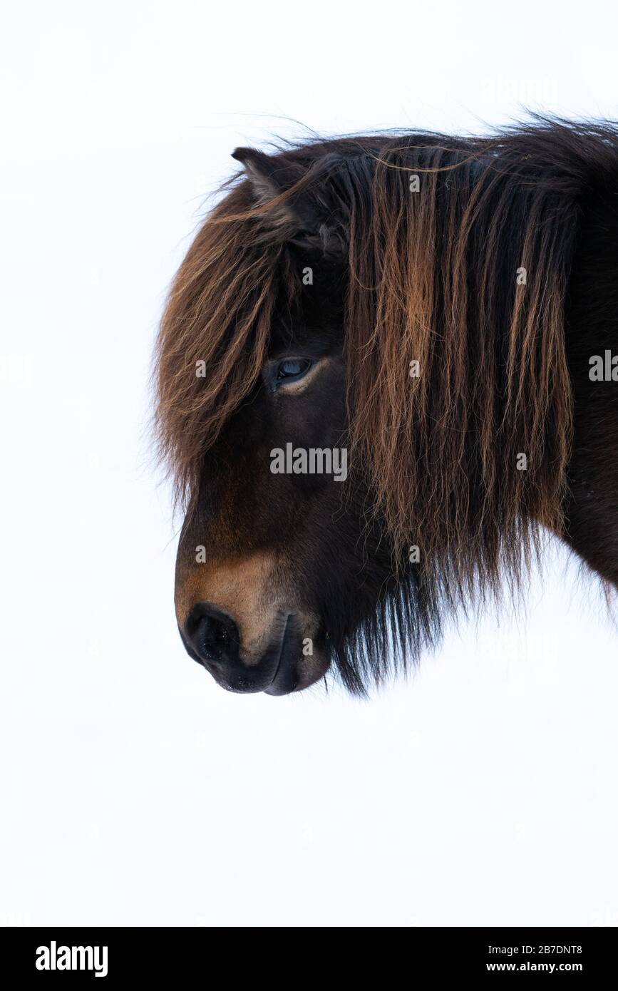 Primo piano della testa di un bellissimo cavallo islandese in profilo Foto Stock