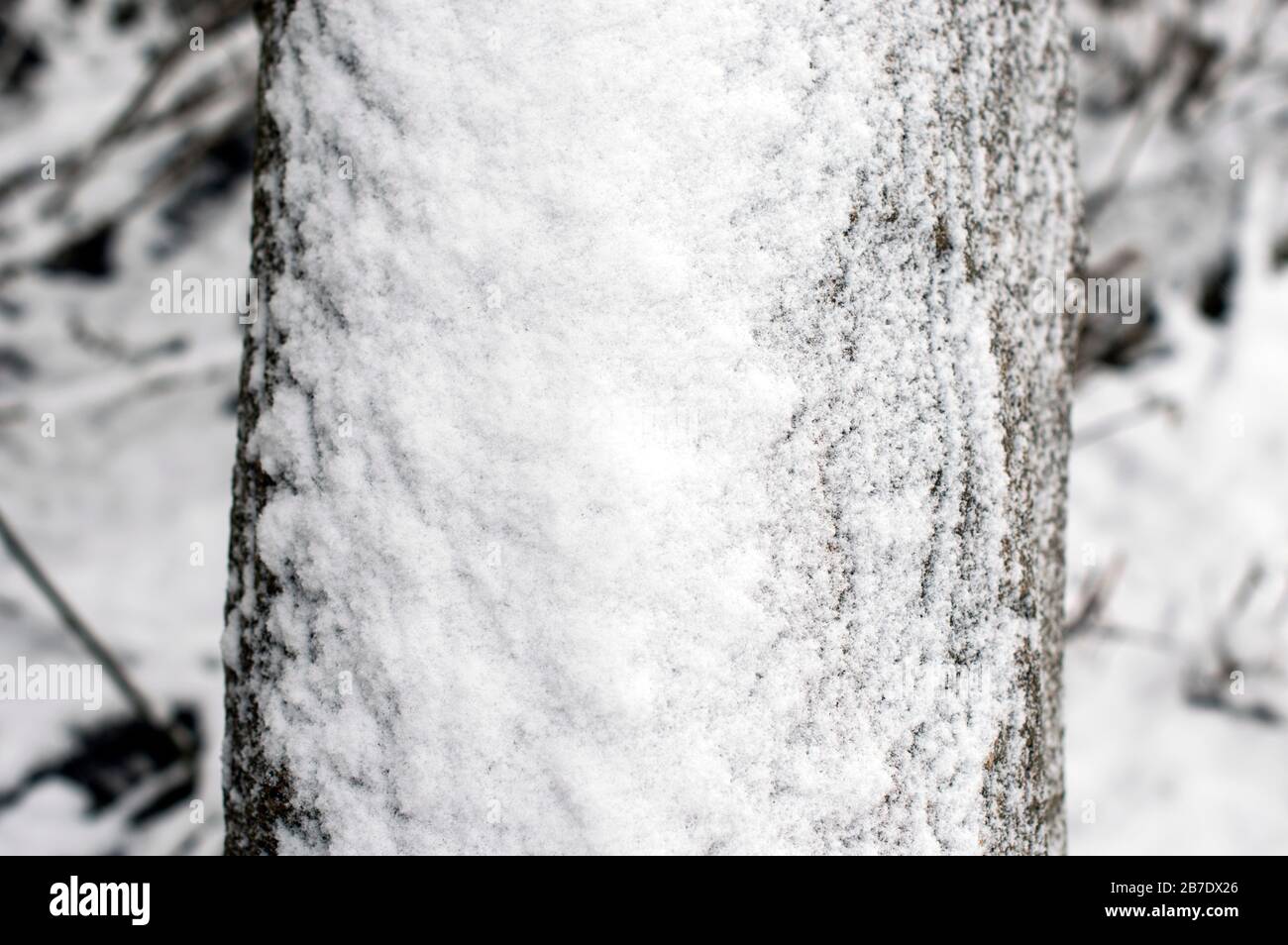 Il tronco di un vecchio acero e rami secchi di questa pianta sono coperti di neve primaverile. Texture. Foto Stock