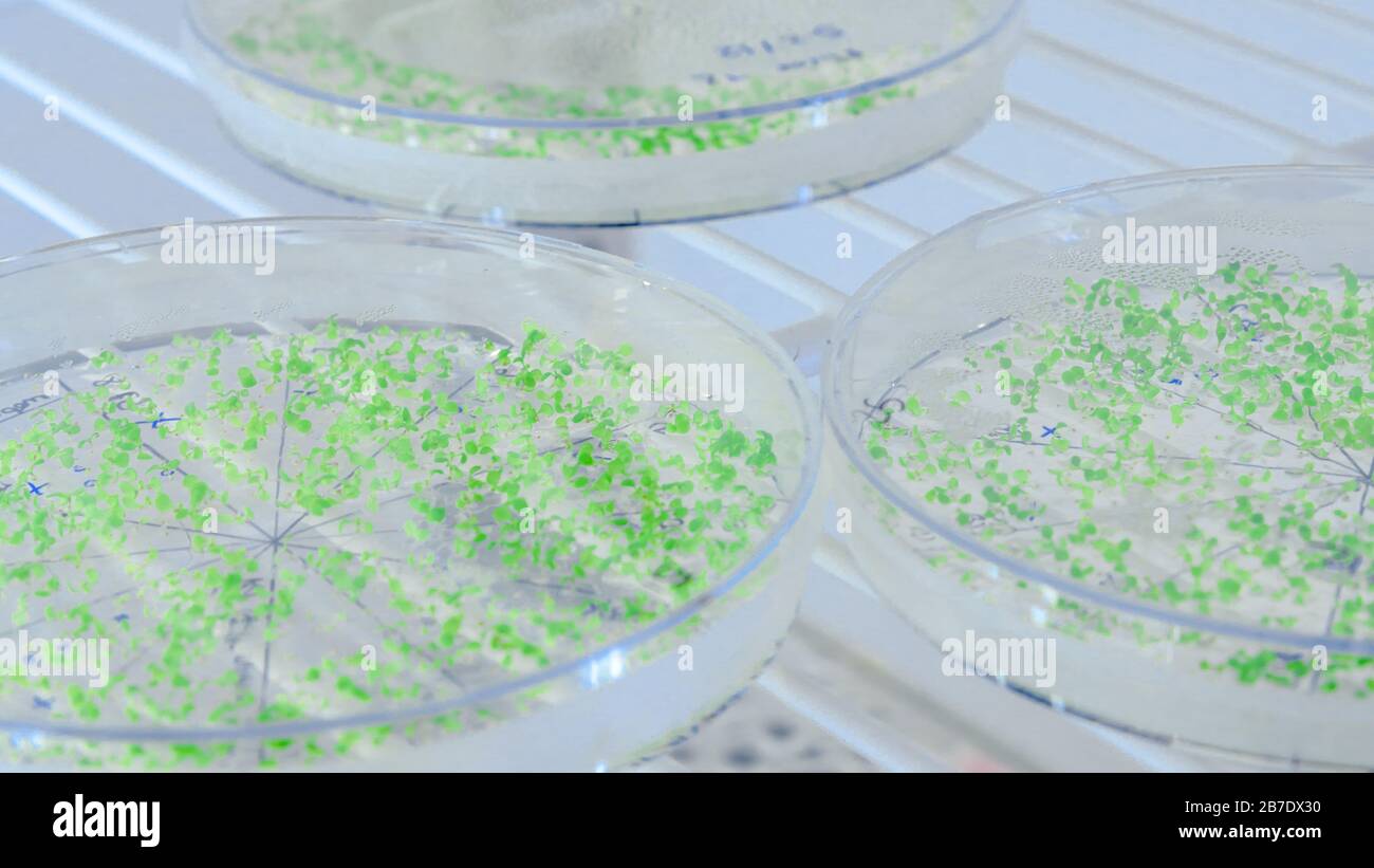 Primo piano delle colture in capsule di Petri in frigorifero da laboratorio per bioscienze. Concetto di scienza, laboratorio e studio delle malattie. Foto Stock