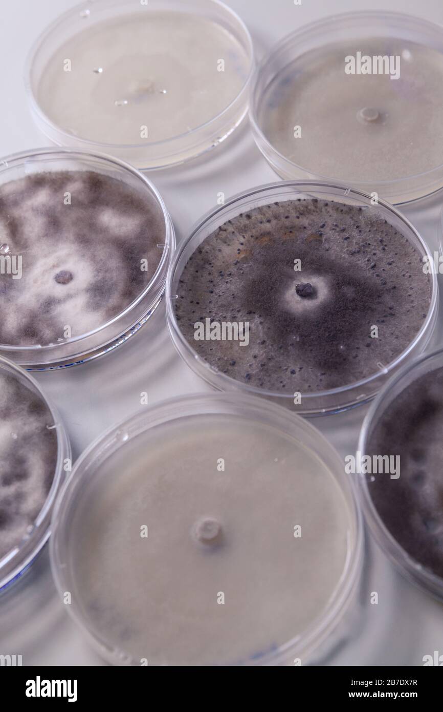 Coltura microbiologica in capsula di Petri per la ricerca sulla bioscienza farmaceutica. Concetto di scienza, laboratorio e studio delle malattie. Foto Stock