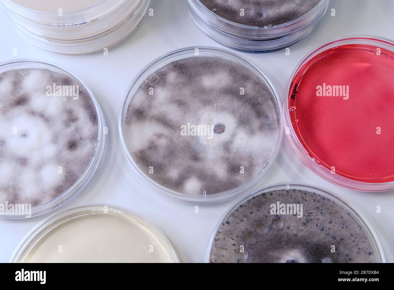 Coltura microbiologica in capsula di Petri per la ricerca sulla bioscienza farmaceutica. Concetto di scienza, laboratorio e studio delle malattie. Foto Stock