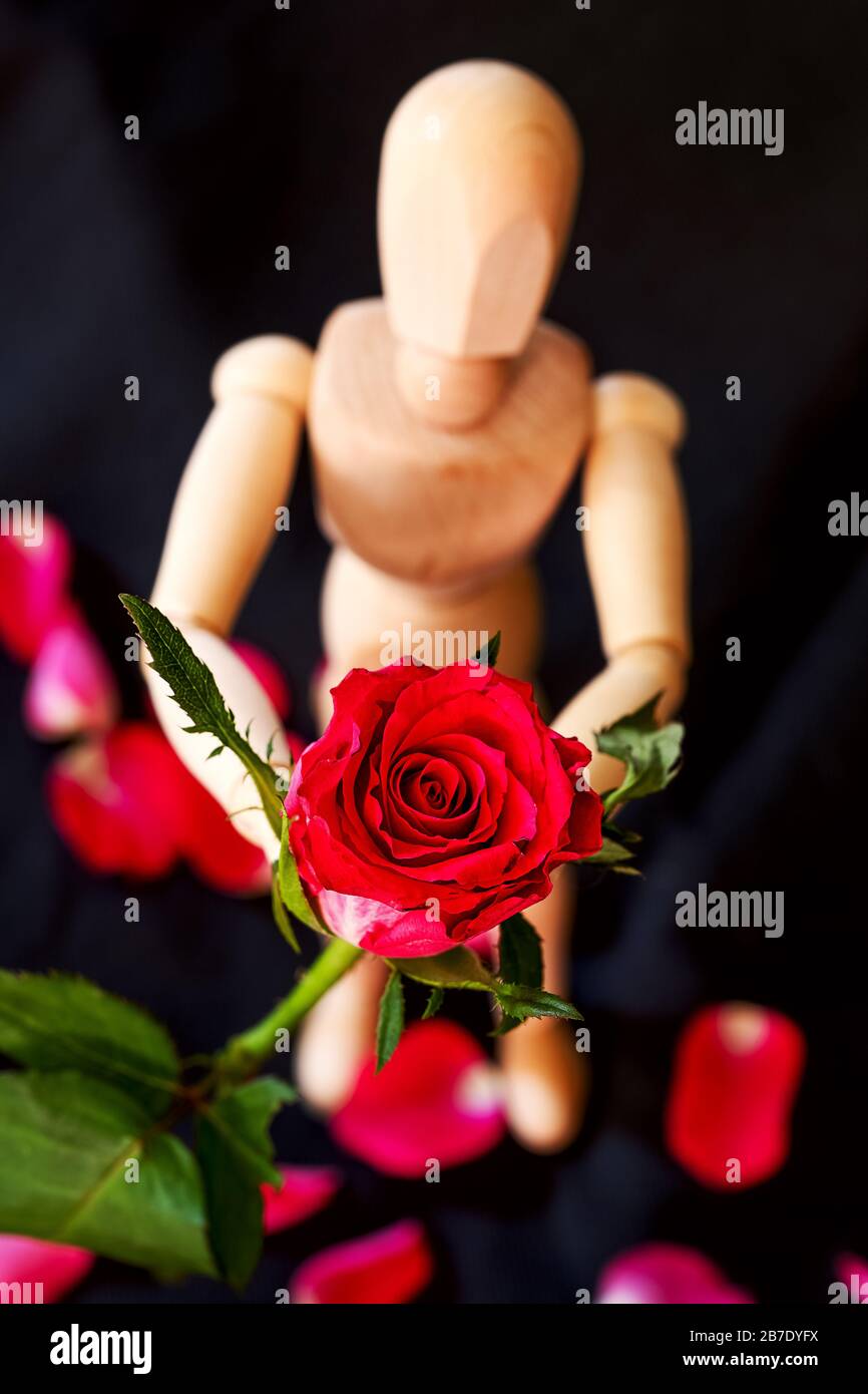 rosa rossa nelle mani di una bambola di legno, sfondo nero con petali di rosa sparsi Foto Stock
