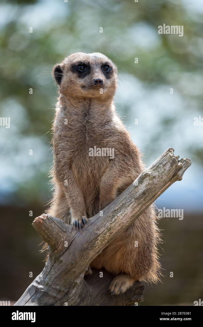 Meerkat o Suricate (Suricata suricatta) che funge da sentinella per il gruppo Foto Stock