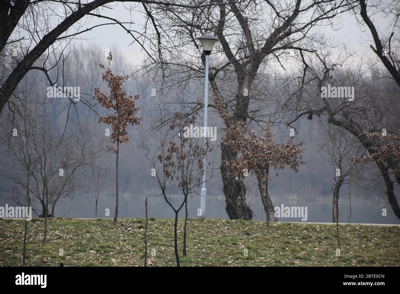 Foglie senza alberi in un parco vicino al Danubio Foto Stock