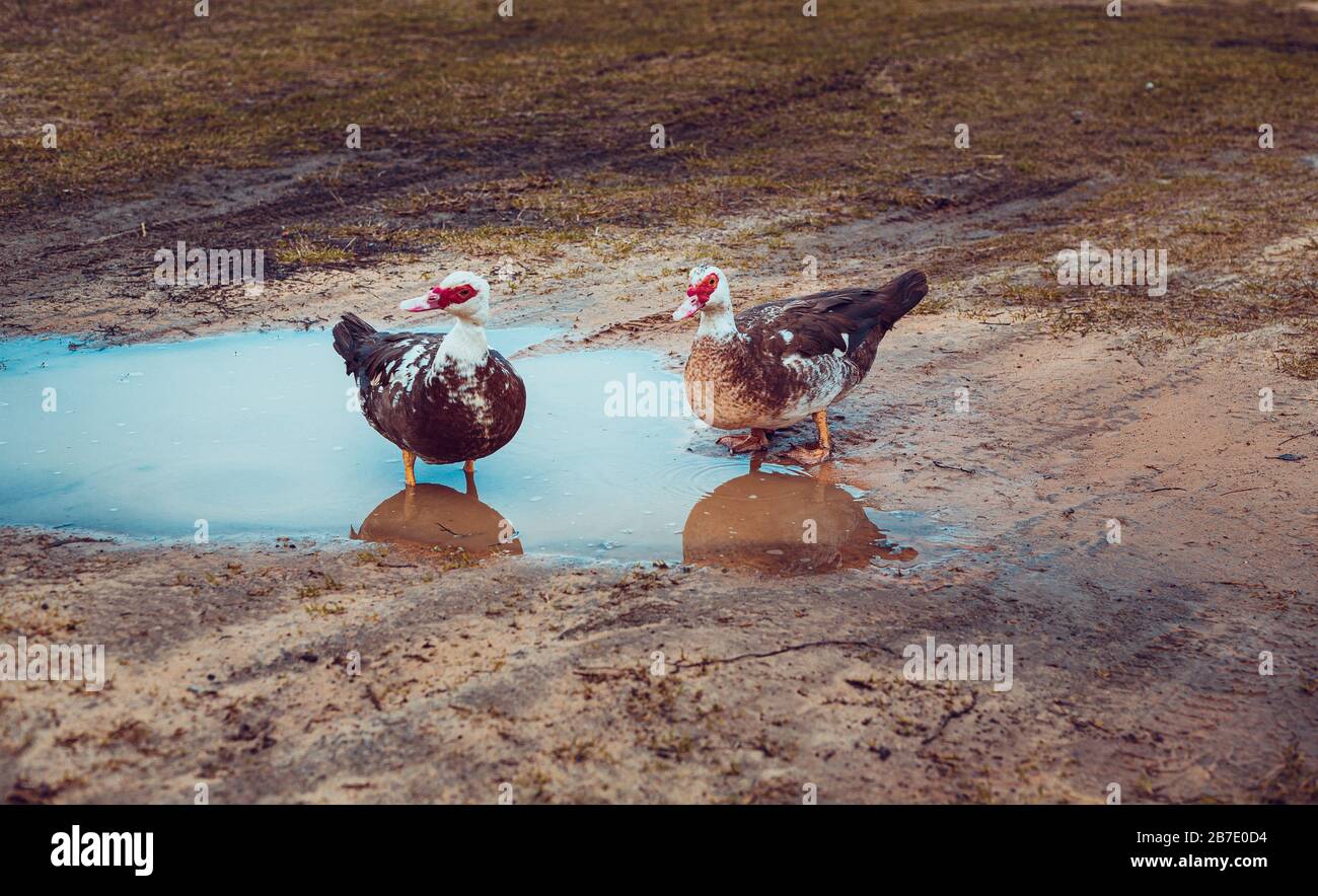 due anatre che nuotano in una piscina d'acqua in un prato in un ambiente rurale Foto Stock