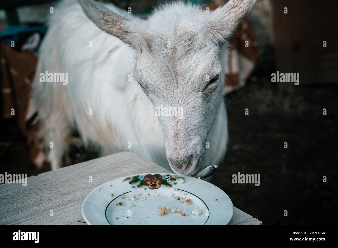 la capra animale si alza e guarda un piatto con cibo rimasto Foto Stock