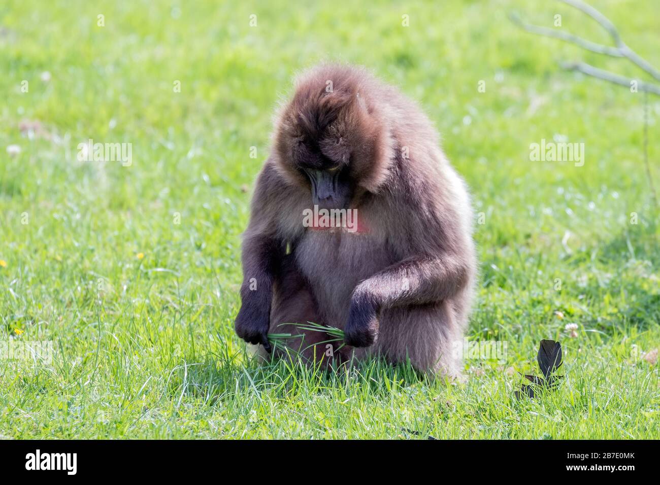 Gelada Baboon (Theropithecus gelada) seduta sull'erba Foto Stock