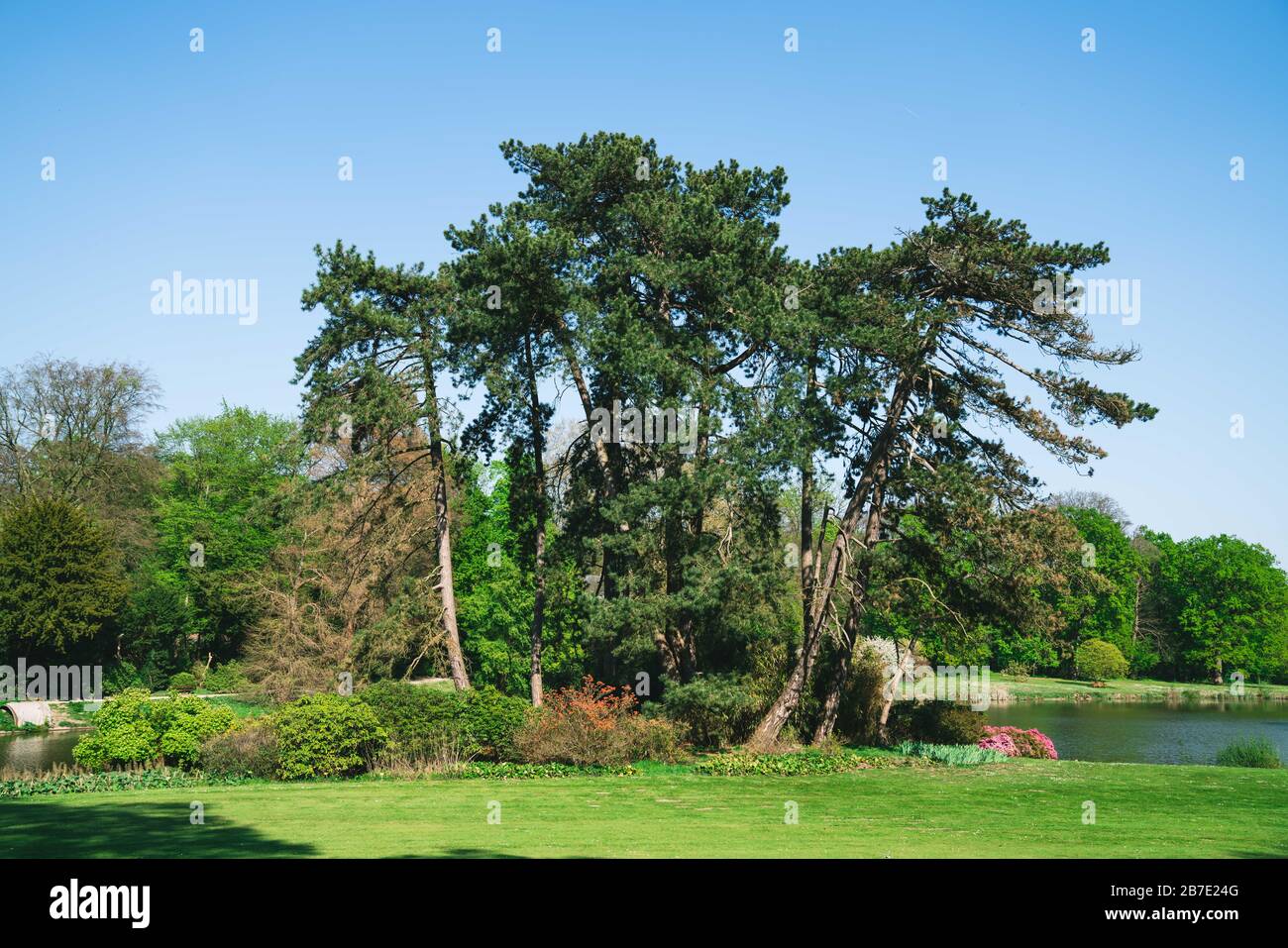 Palude Cypress alberi da un lago a Meise, Belgio Foto Stock