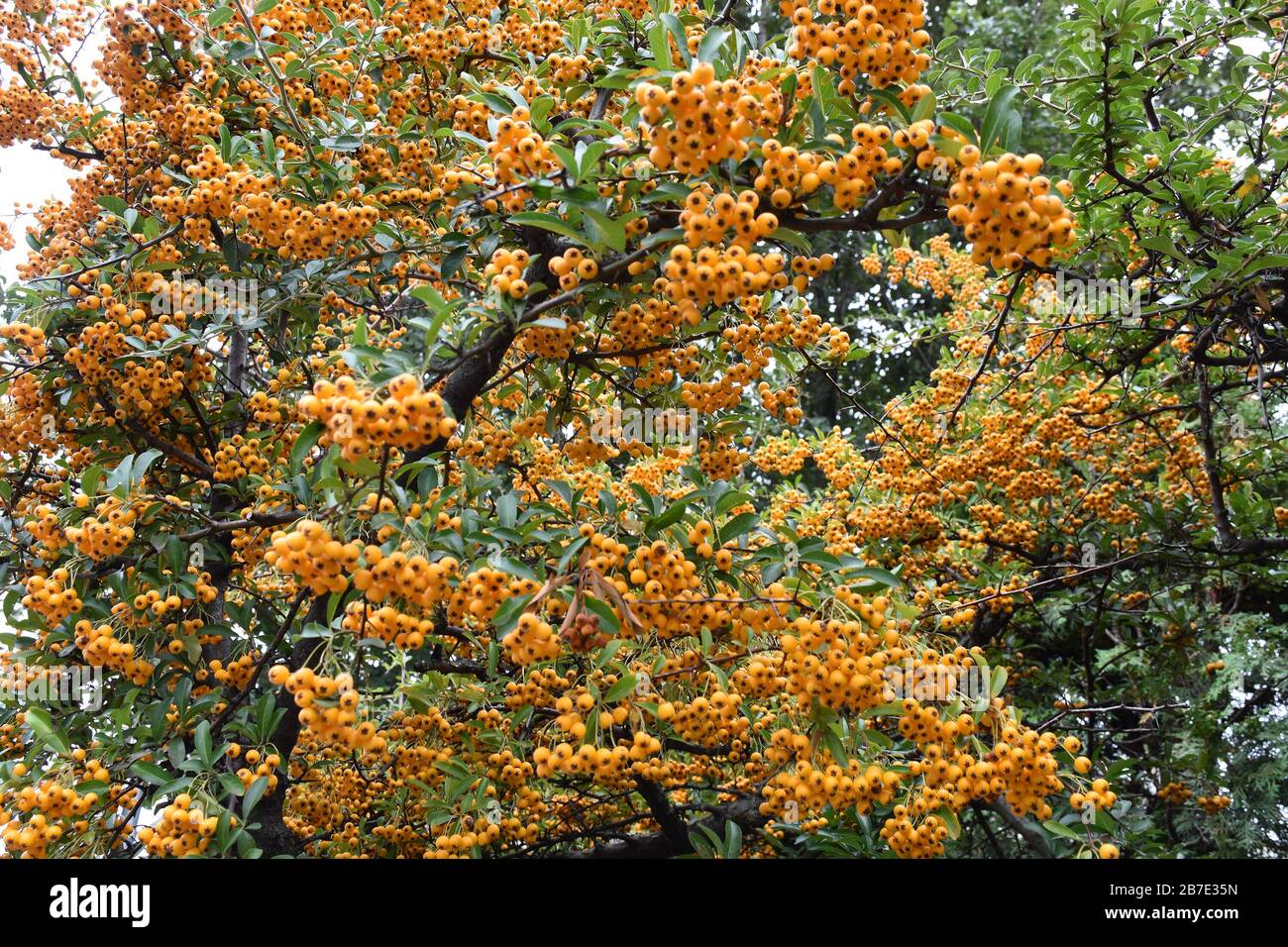 Molte bacche gialle nel baldacchino ornamentale dell'albero Foto Stock