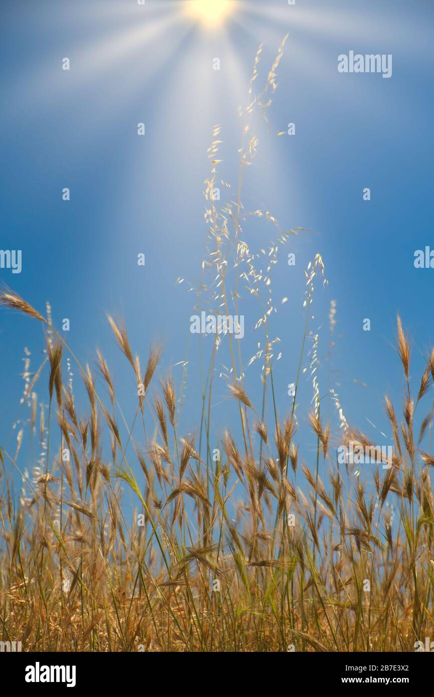 I raggi solari illuminano le orecchie di grano Foto Stock