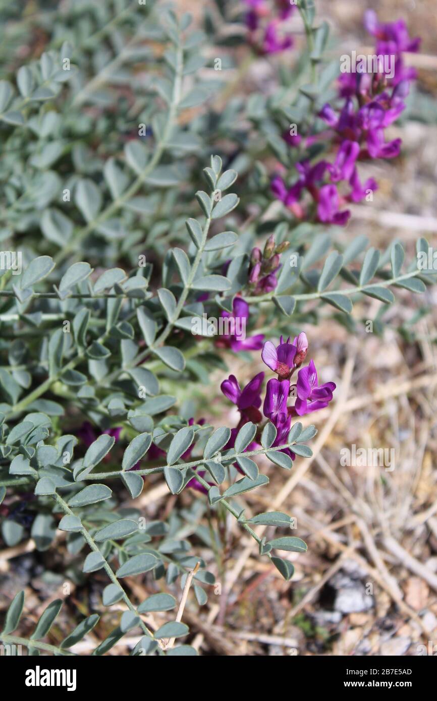 Fiori viola luminosi emergono in primavera sul piccolo Mojave Milkvetch statured, Astragalus Mohavensis, una pianta nativa del deserto del Mojave meridionale. Foto Stock