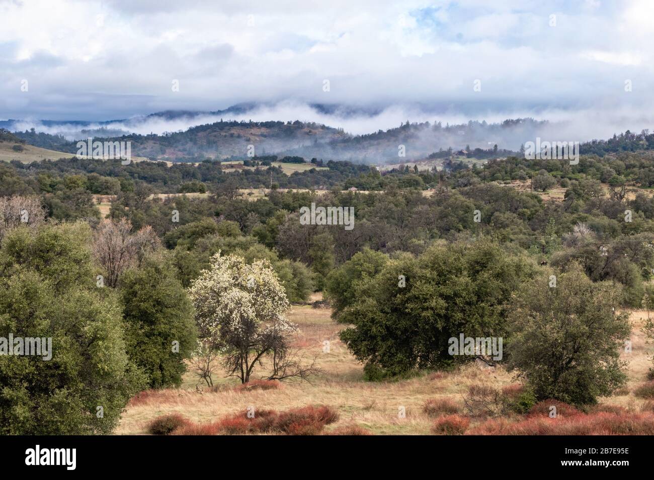 Nuvole e nebbia sulle colline ondulate in primavera con albero di pera in fiore, querce vive costiere e grano saraceno nel paesaggio della California Giuliana Foto Stock