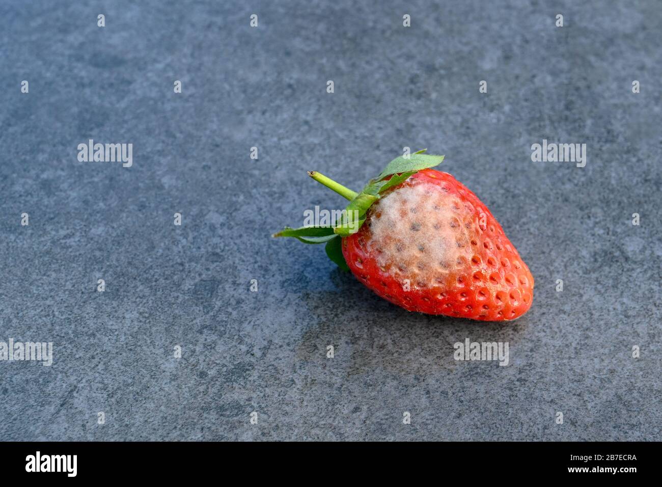 Vista ravvicinata di una singola fragola con muffa in crescita sulla superficie isolata contro uno sfondo grigio chiaro, spazio per copia a sinistra. Foto Stock