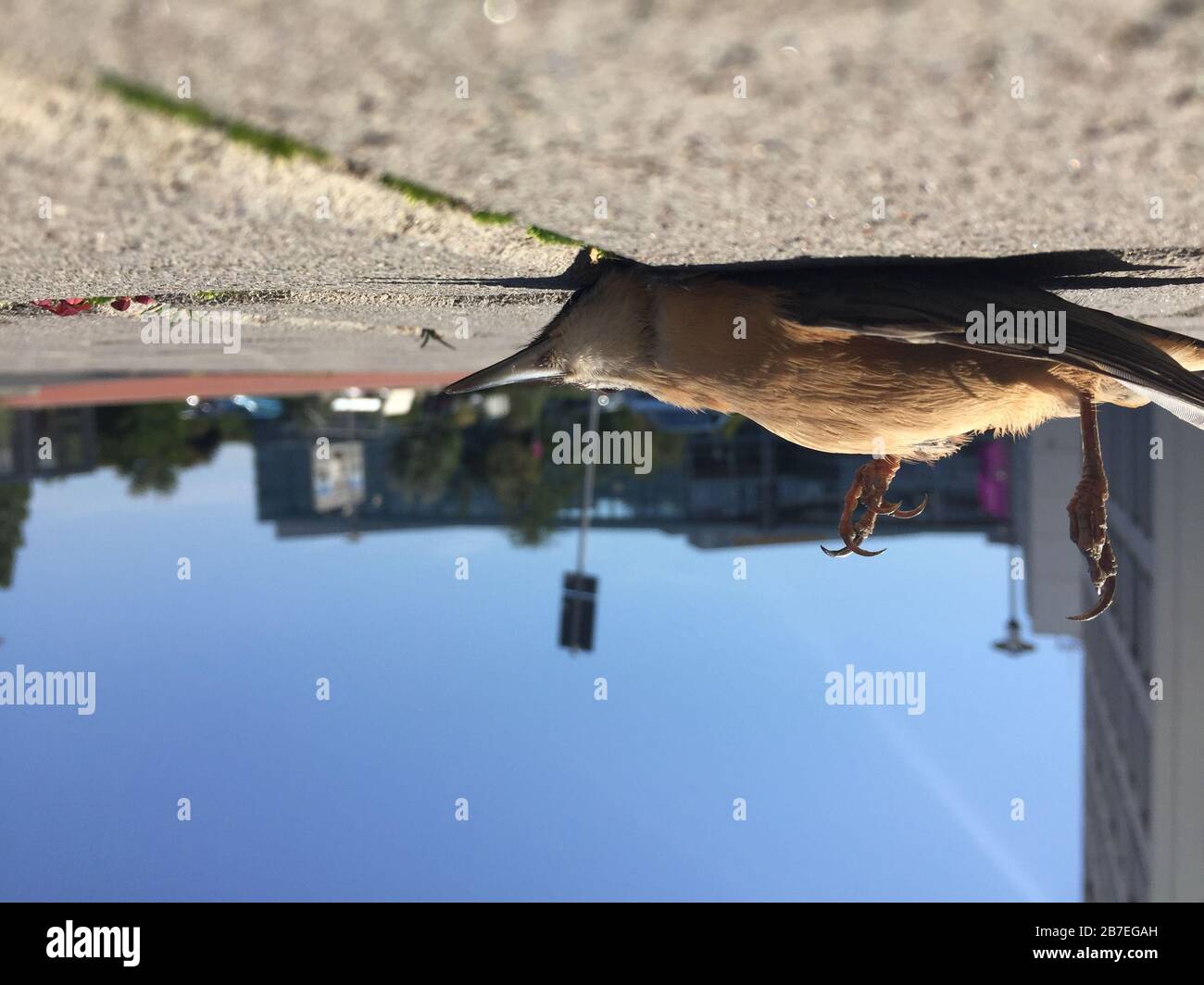 Il corpo dell'uccello morto sulla terra della città durante giorno Foto Stock