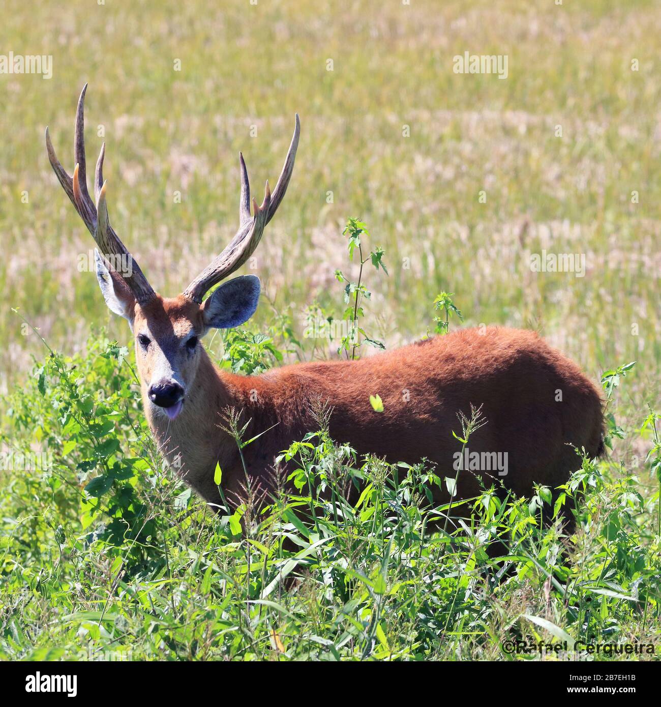 Cervo paludoso maschio a Bonito, Mato Grosso do sul, Brasile Foto Stock