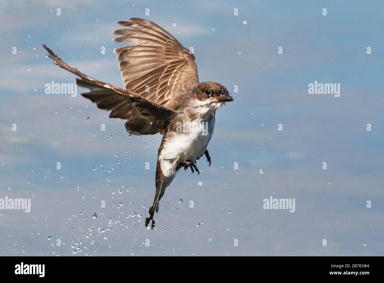 Volo orientale di kingbird Foto Stock