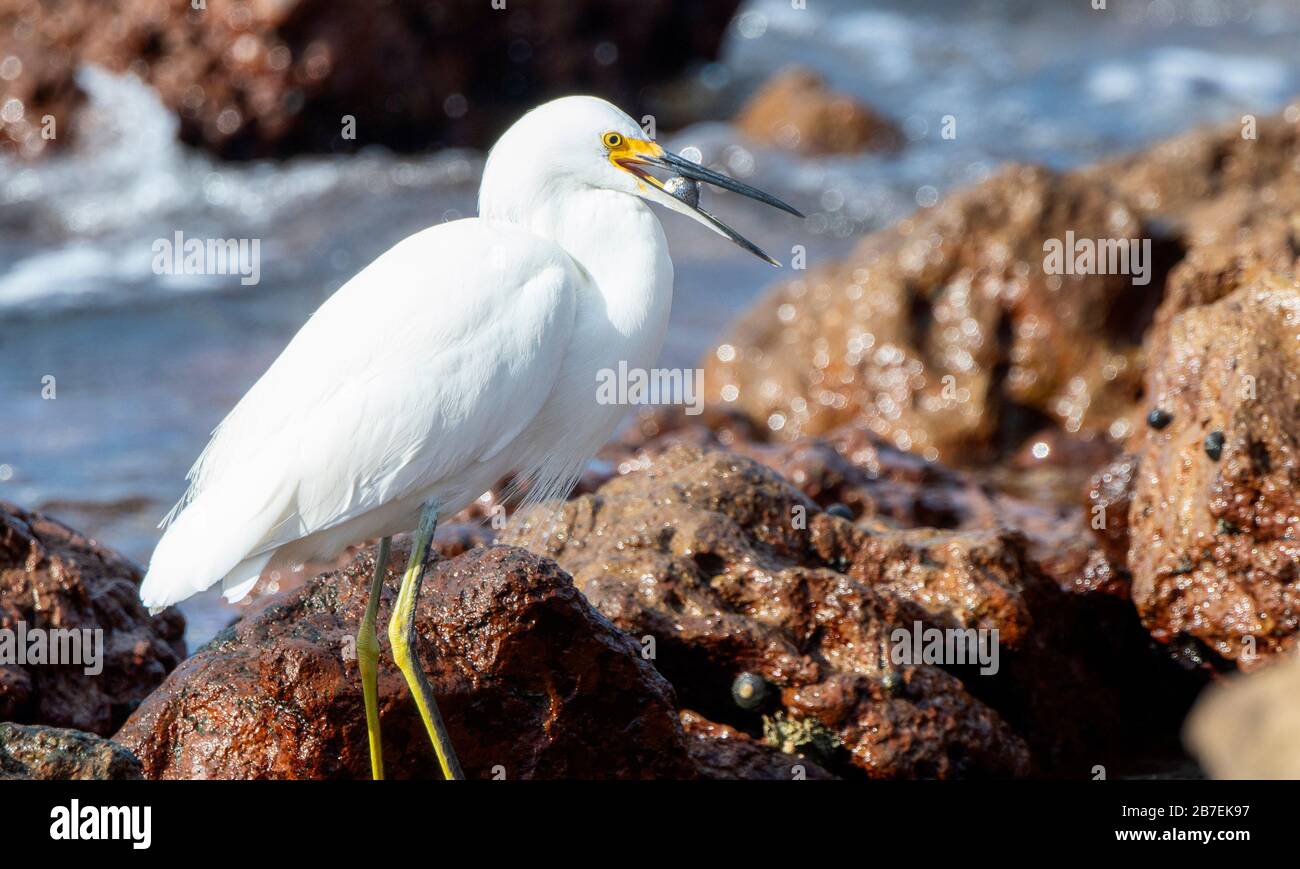 Egret nevoso (Egretta thula) con un pesce Puffer in bocca sulle rocce su una spiaggia a Punta Mita, Nayarit, Messico Foto Stock