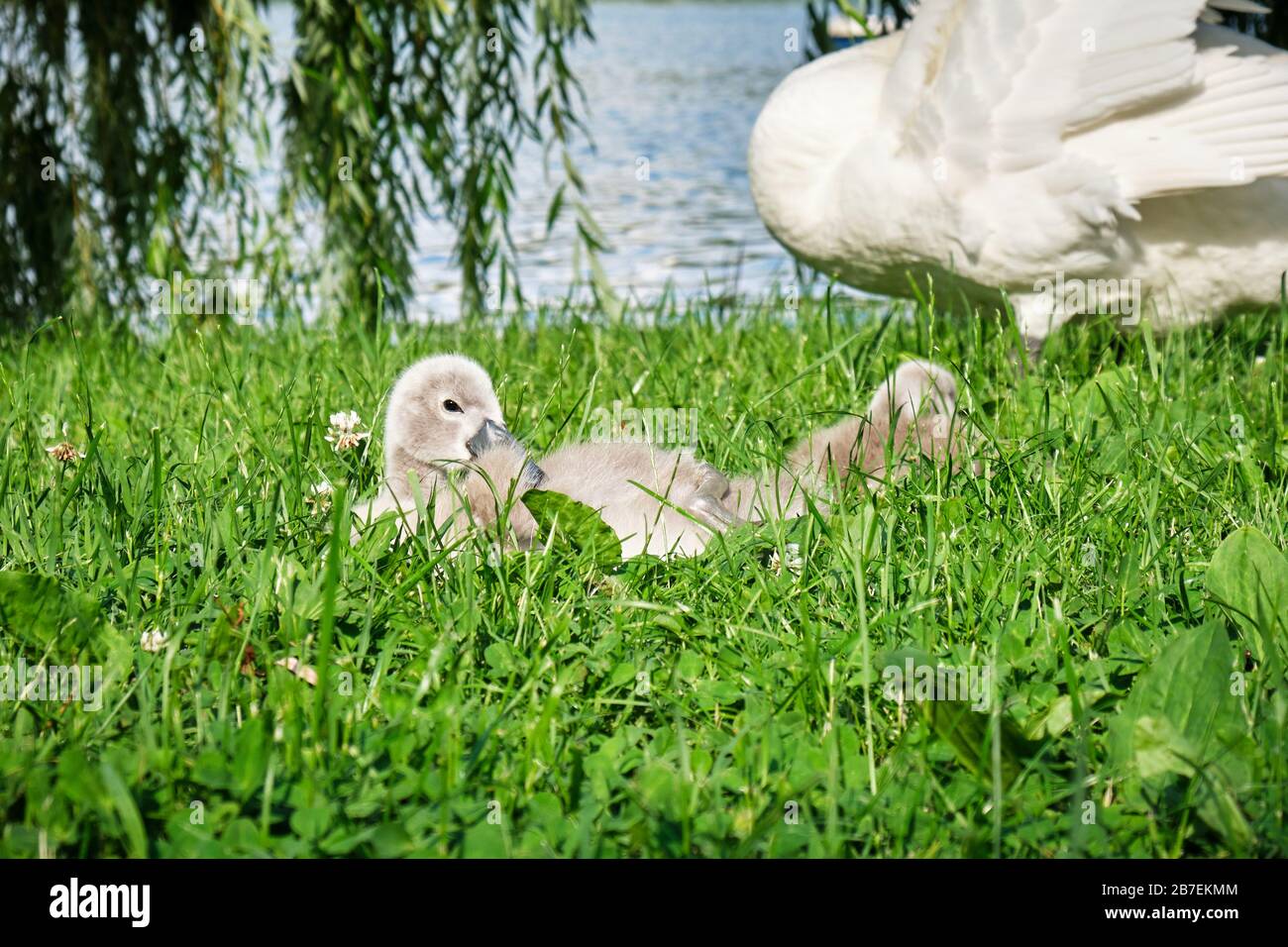 Cygnet (cigno bambino) solleva la testa dall'erba dove è seduta giù, vicino ad un lago. Primo piano. Foto Stock