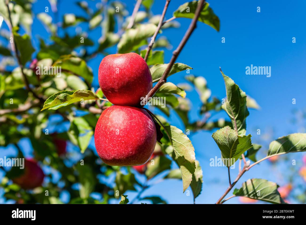 Albero di melo ramo di albero primo piano di due frutti rossi in giardino autunno caduta campagna fattoria in Virginia con foglie e cielo sfondo Foto Stock