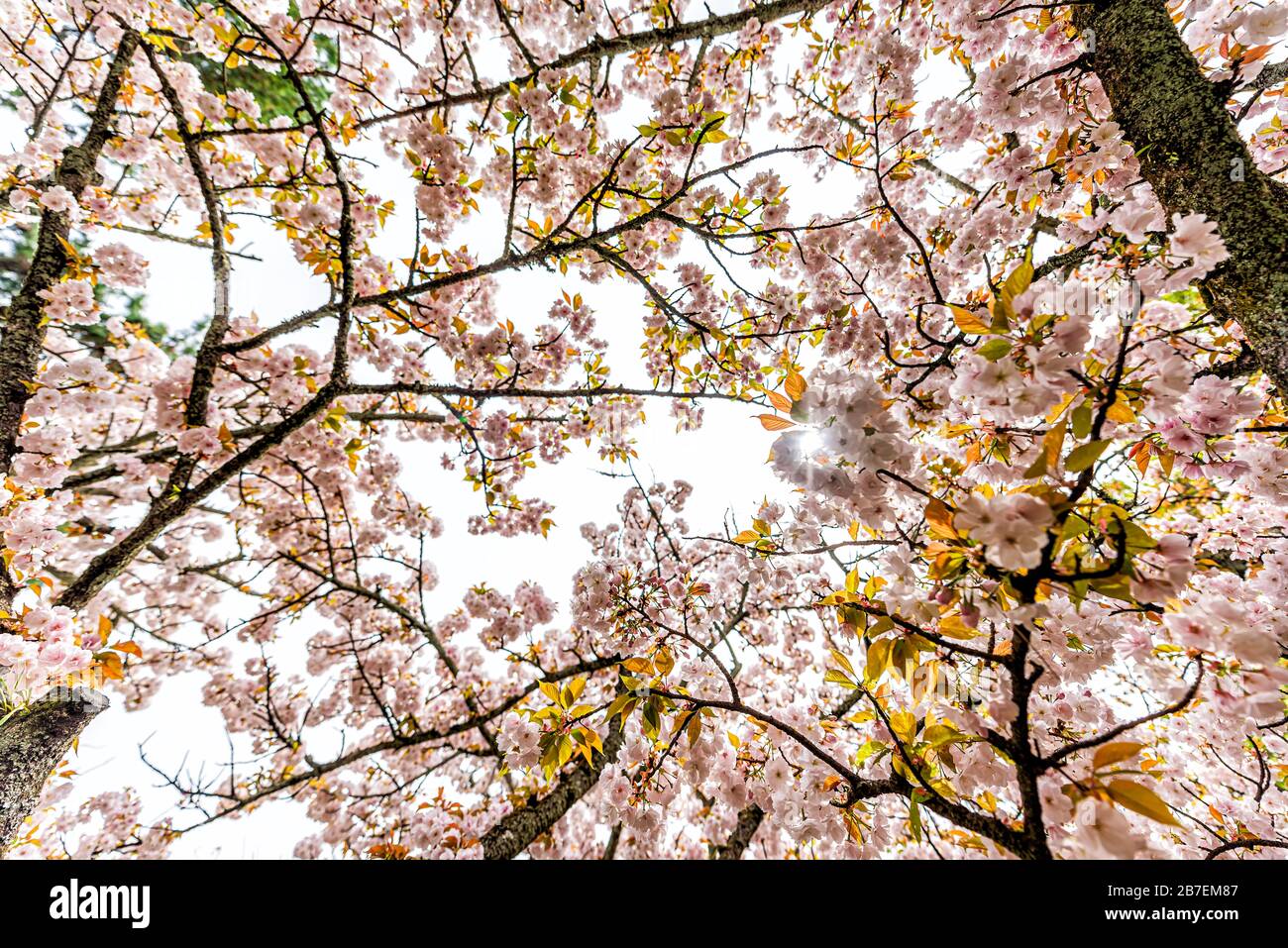 Kyoto Gyoen Japan vicino al Palazzo Imperiale con vista a basso angolo dell'albero dei petali in fiore dei ciliegi sakura e del sole attraverso i rami Foto Stock