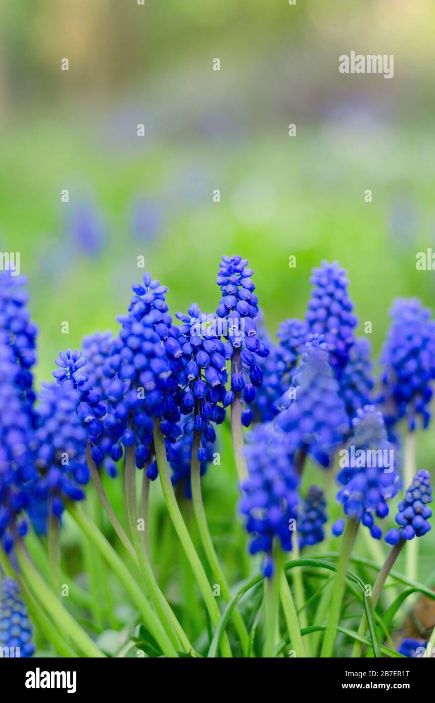 Bella muscari fiori, famiglia giacinto. Primavera sfondo floreale. Foto Stock