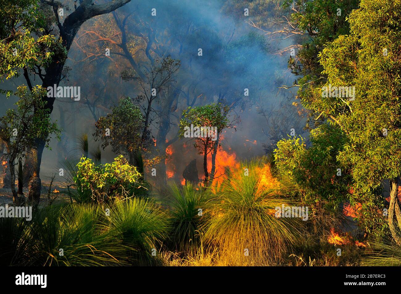 Bombardamento d'acqua di un fuoco di foresta con elicotteri in Australia Occidentale. Foto Stock