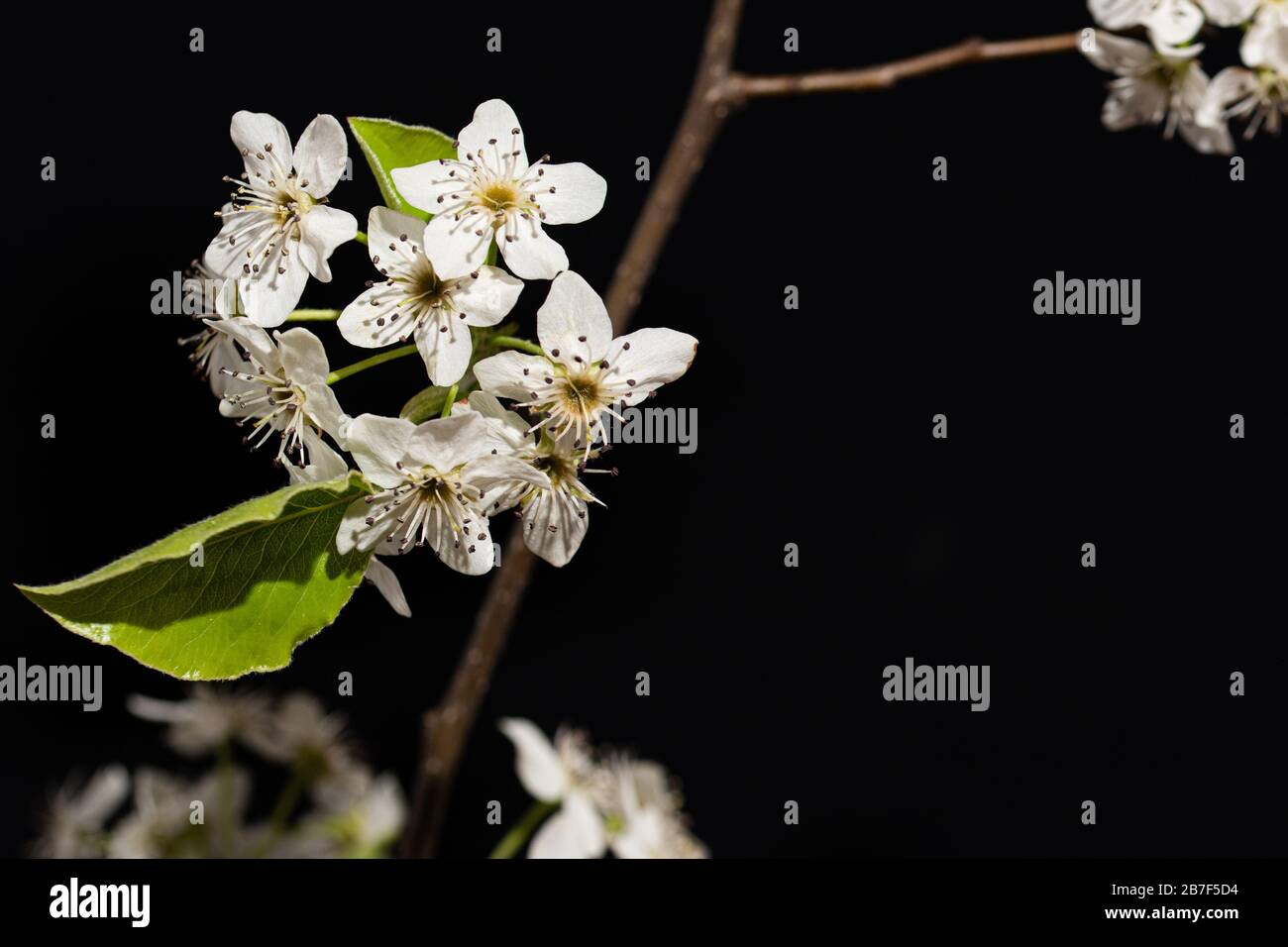 Fiore Pera Pyrus callaryana Blooming Bianco in primavera Foto Stock