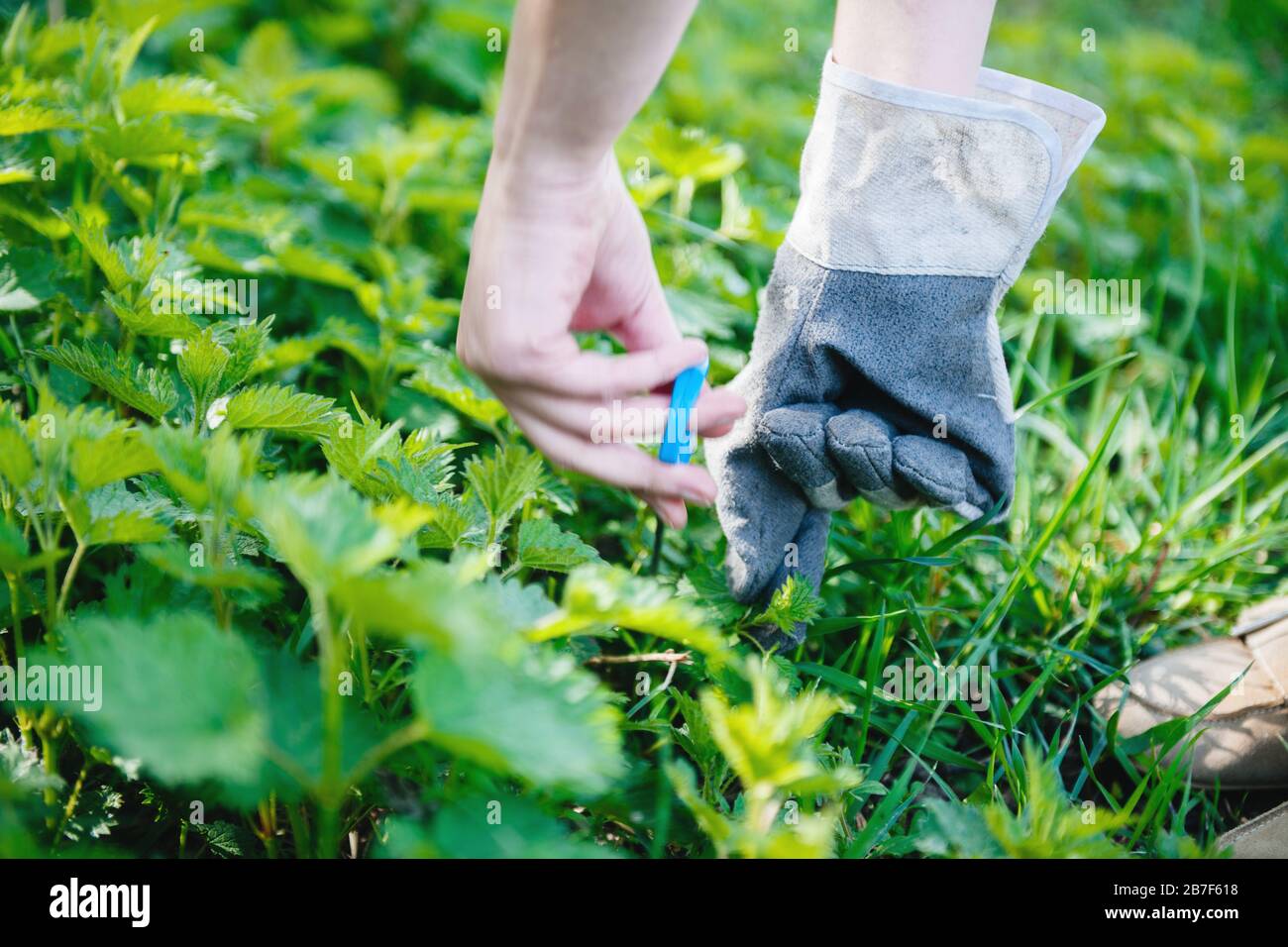 Vista laterale delle mani di donna raccolta comune ortica verde vivo fresco nella foresta di primavera per uso medico e alimentare Foto Stock