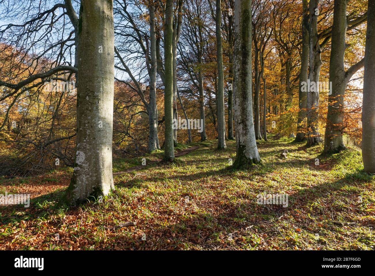 La campagna scozzese in autunno con alberi di faggio (Fagus Sylvatica) accanto a un sentiero attraverso un bosco Foto Stock