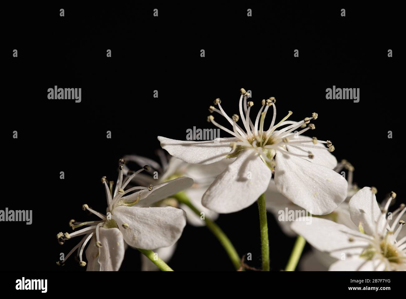 Fiore Pera Pyrus callaryana Blooming Bianco in primavera Foto Stock