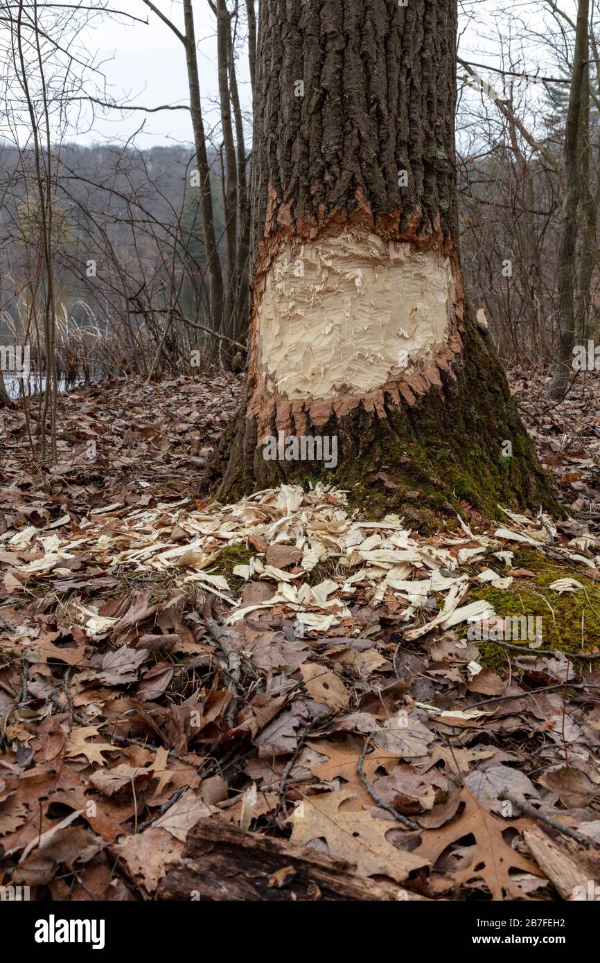 Albero gnawed da American Beaver (Castor candensis), e USA, di James D Coppinger/Dembinsky Photo Assoc Foto Stock