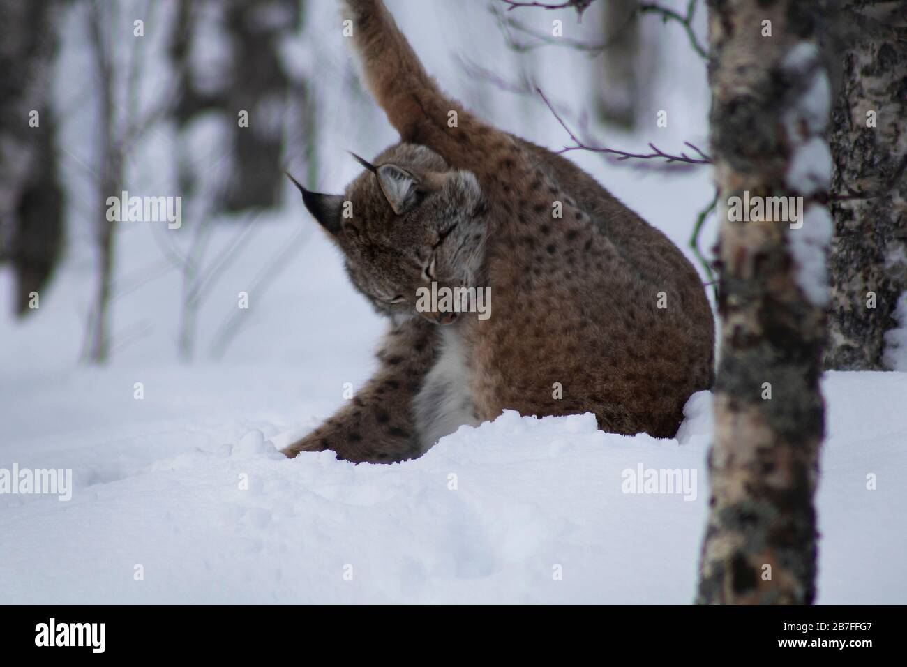 Lynx grooming nella neve, Tromso, Norvegia, 27/03/2019, UN Lynx si siede grooming nella neve profonda. Lynx ha le gambe lunghe, gatti a zampa grande con le orecchie di tufted, Foto Stock