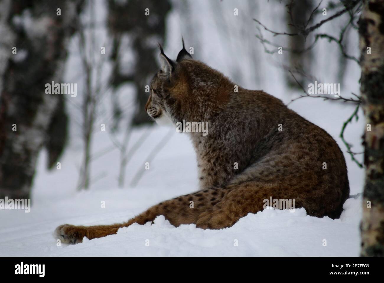 Lynx grooming nella neve, Tromso, Norvegia, 27/03/2019, UN Lynx si siede grooming nella neve profonda. Lynx ha le gambe lunghe, gatti a zampa grande con le orecchie di tufted, Foto Stock
