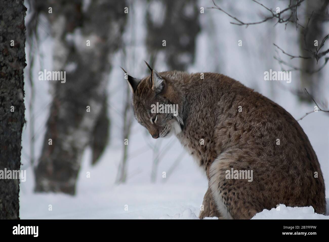 Lynx grooming nella neve, Tromso, Norvegia, 27/03/2019, UN Lynx si siede grooming nella neve profonda. Lynx ha le gambe lunghe, gatti a zampa grande con le orecchie di tufted, Foto Stock