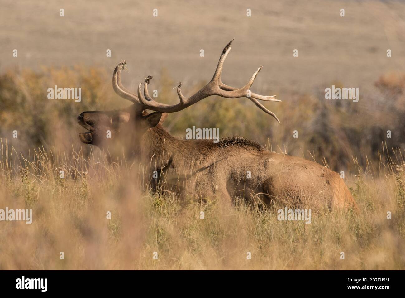 Bugling Bull Elk Foto Stock