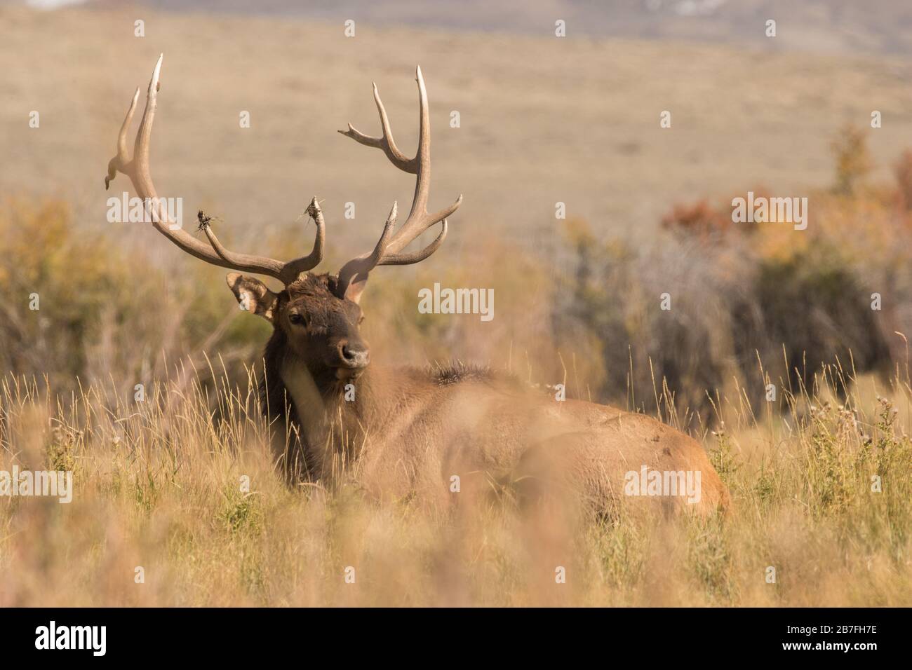Bedded Bull Elk Foto Stock