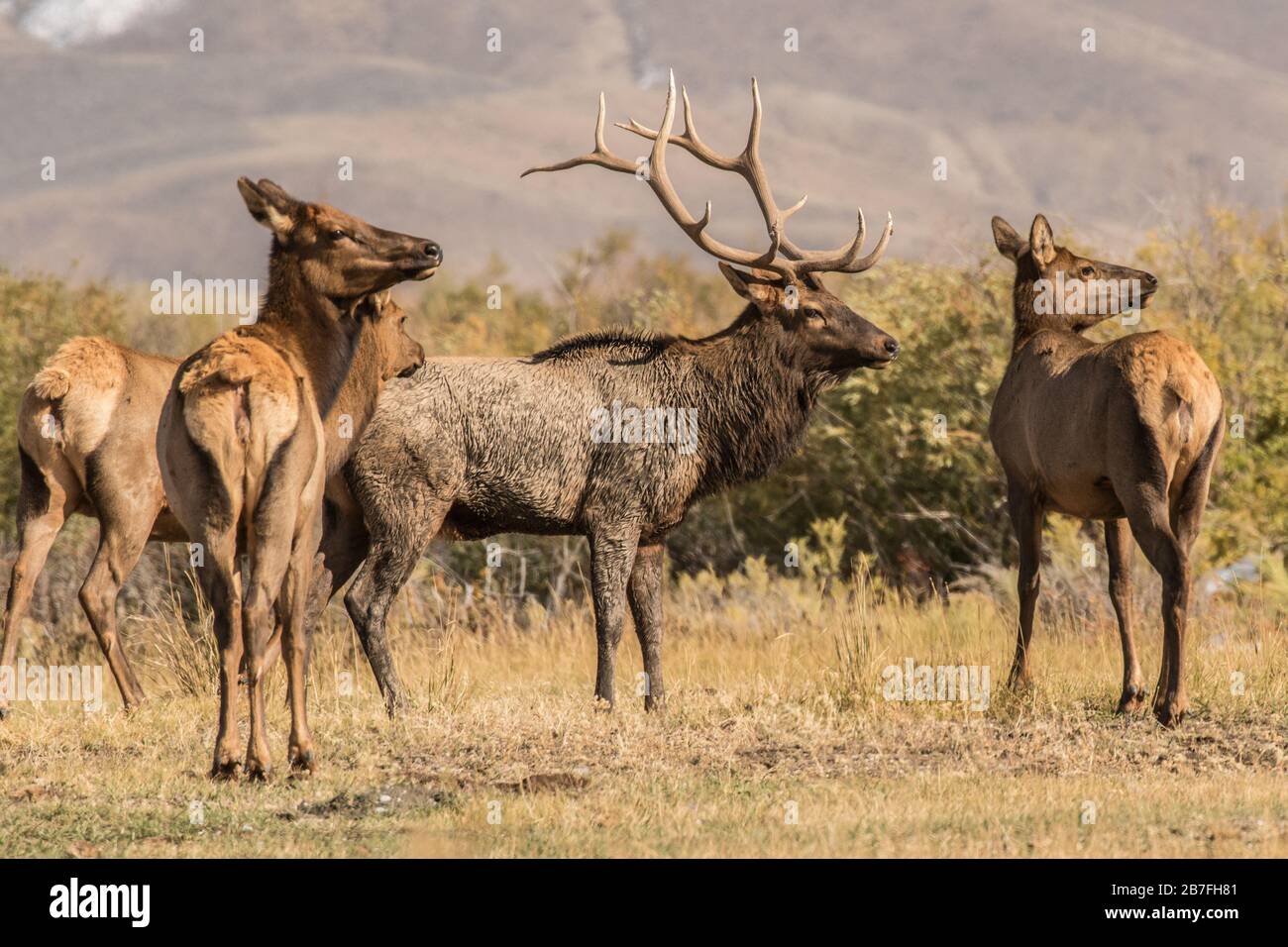 Un toro Elk e il suo Harem Foto Stock