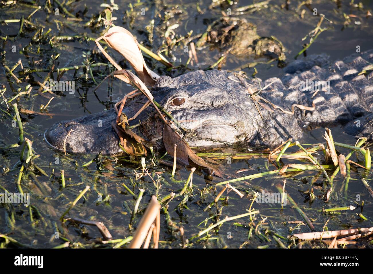 Alligatore in Florida Swam Foto Stock