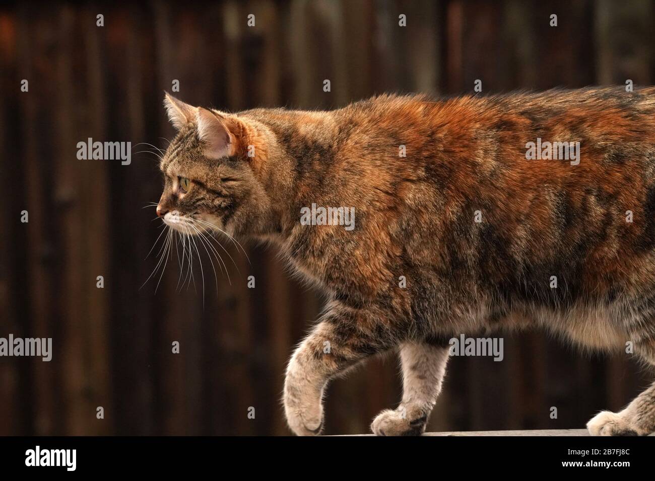 Gatto del Bengala marmorizzato sulla ringhiera del ponte Foto Stock