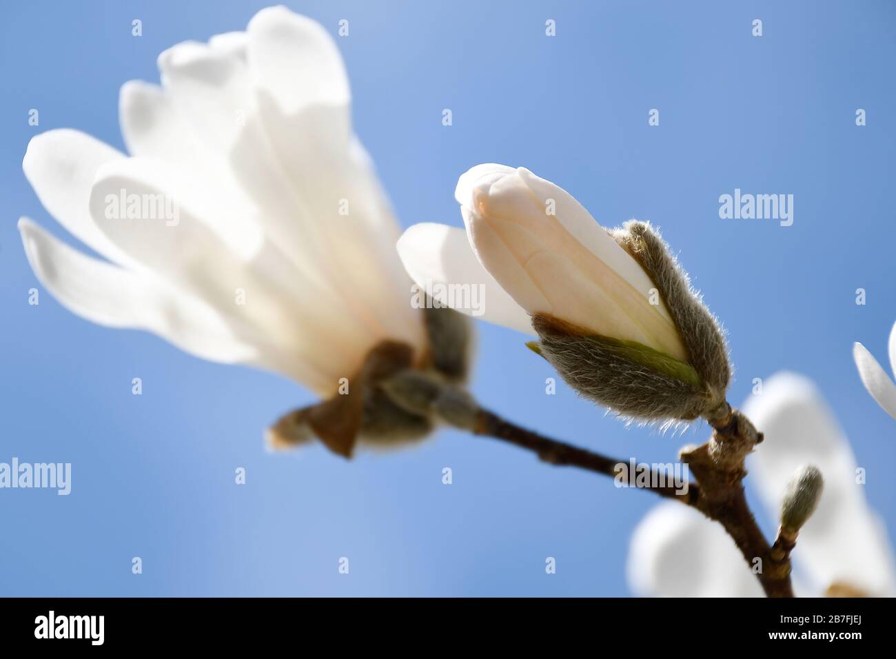 Macro di Star Magnolia essere per aprire cielo sfondo blu Foto Stock