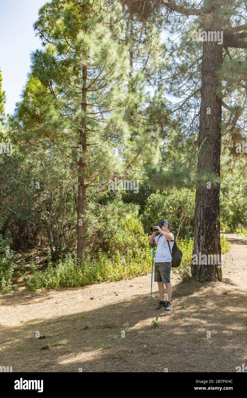 Un giovane viaggiatore in un cappello con uno zaino si trova all'ombra di un pino e scatta foto. Pineta con pineta secca fronde aghi tappeto n Foto Stock